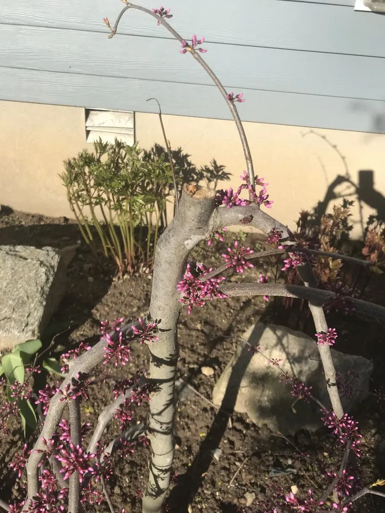 Professional yard cleanup service for homes in Mamaroneck, NY by RC Landscape