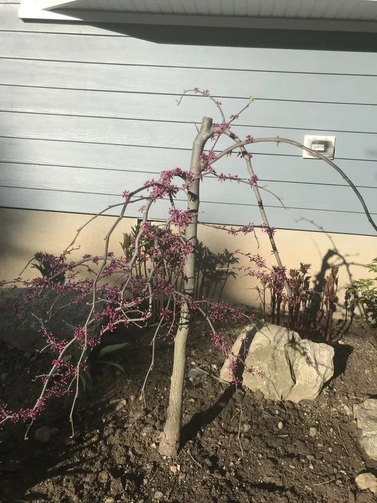 Local yard maintenance in Mamaroneck, NY - RC Landscape