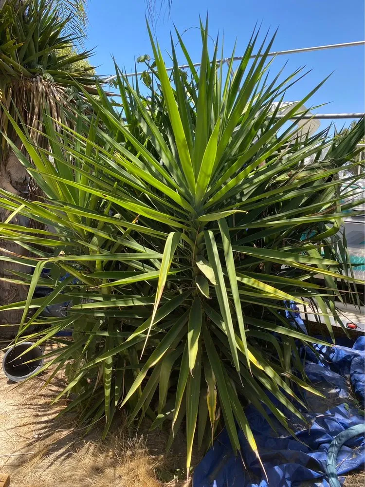 Expert garden landscaping for beautiful yards across Escondido, CA - R&C Landscaping