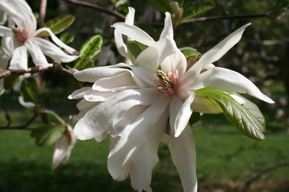 Professional lawn mowing service for residential properties in Lincroft, NJ by RC Landscaping