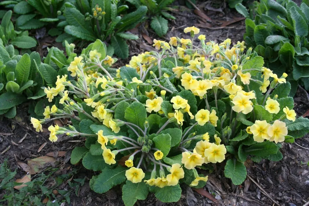 Expert lawn care service for year-round maintenance in Lincroft, NJ by RC Landscaping