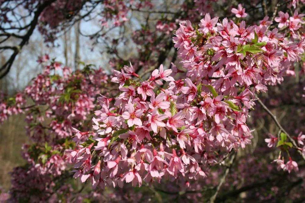 Local garden landscaping in Lincroft, NJ by RC Landscaping