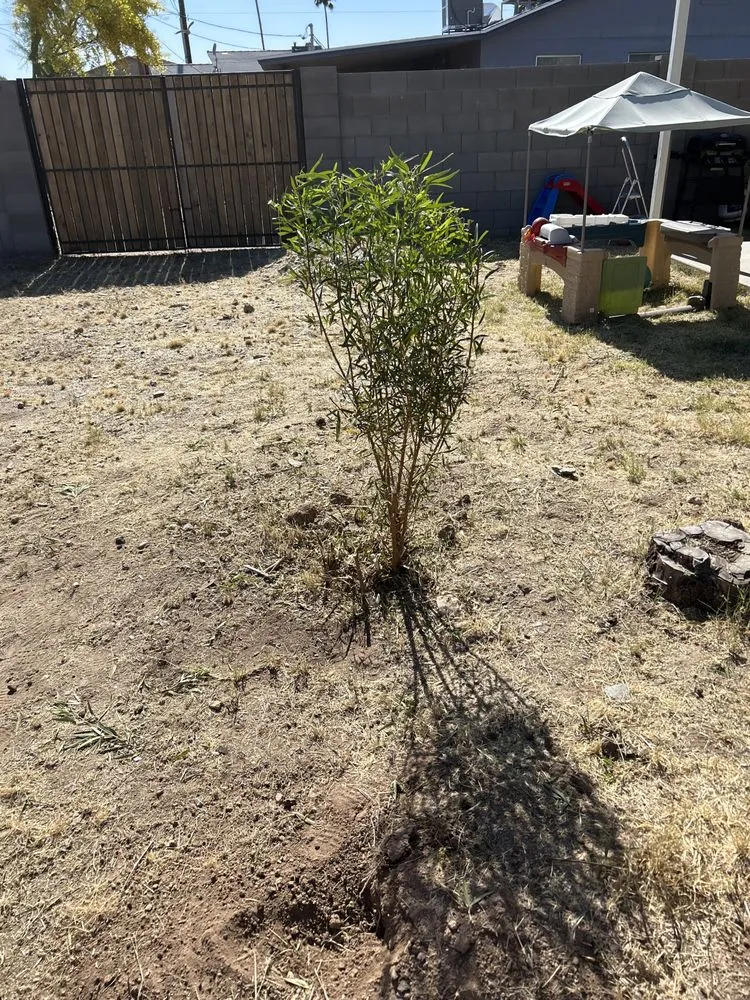 Expert landscaping services in Luke Air Force Base, AZ - R&C Landscaping Solutions