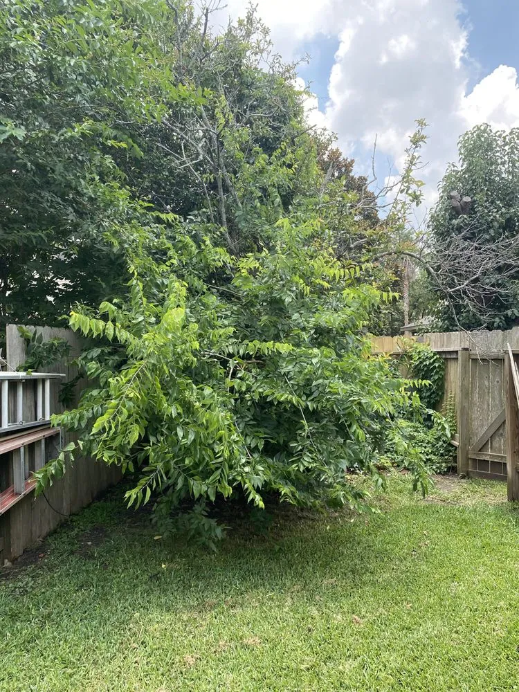 Expert landscape design experts serving Fulshear, TX - RC Landscaping &Tree Services