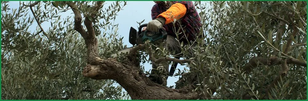 Professional landscaping services experts serving Fridley, MN - RC Lawncare & Landscape