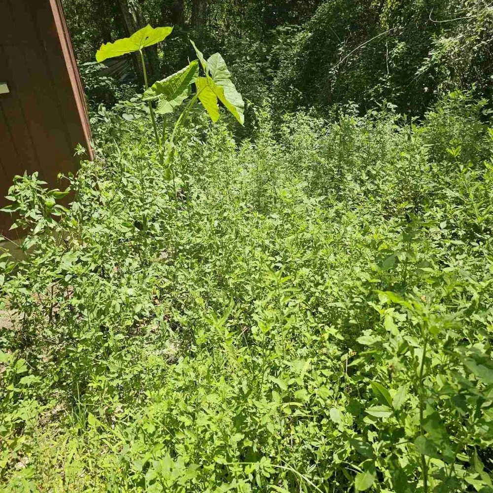 Local yard maintenance for outdoor upgrades in Hernando, FL by RC Lawncare