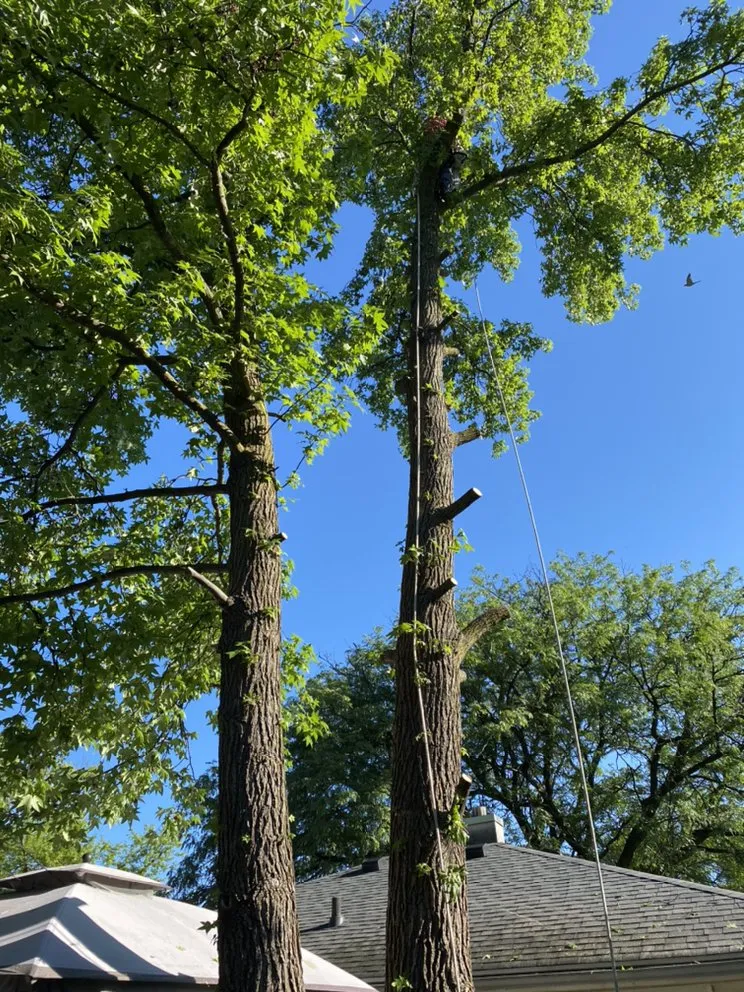 Trusted landscape installation in Lawrence, IN - R&C Tree And Landscaping services