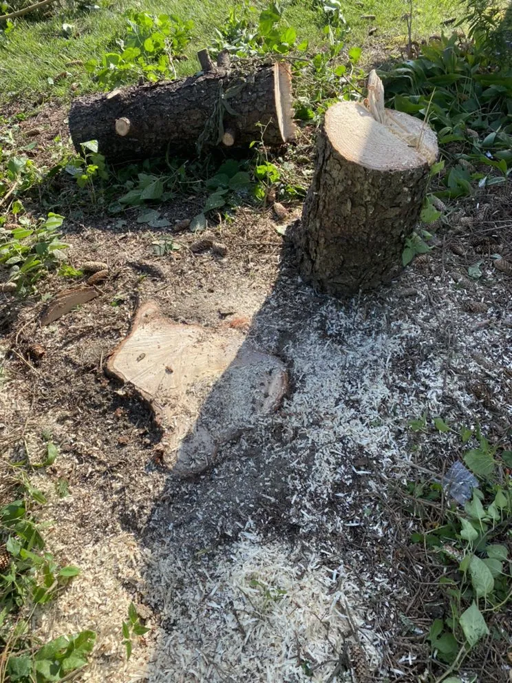 Reliable yard cleanup service experts serving Lawrence, IN - R&C Tree And Landscaping services