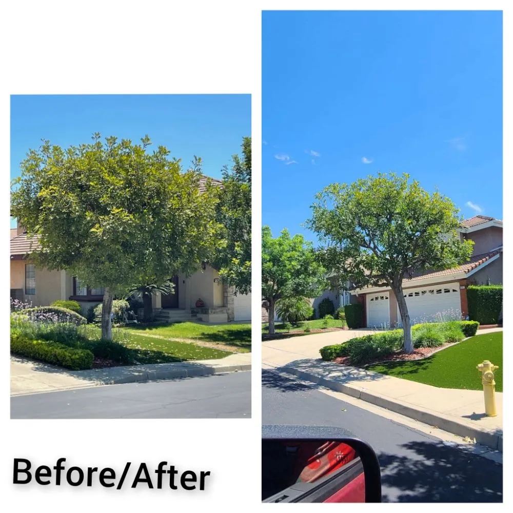 Expert landscaping services experts serving Riverside, CA - RC Tree Service & Landscaping