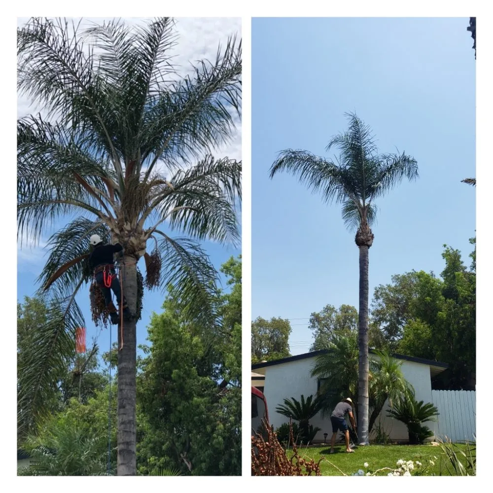 Affordable landscape design in Riverside, CA by RC Tree Service & Landscaping