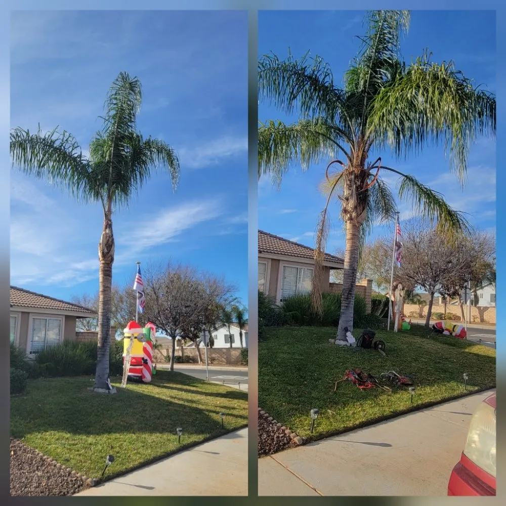 Expert yard cleanup service in Riverside, CA - RC Tree Service & Landscaping