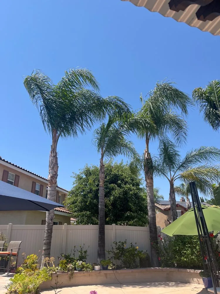 Expert yard cleanup service in Riverside, CA - RC Tree Service & Landscaping