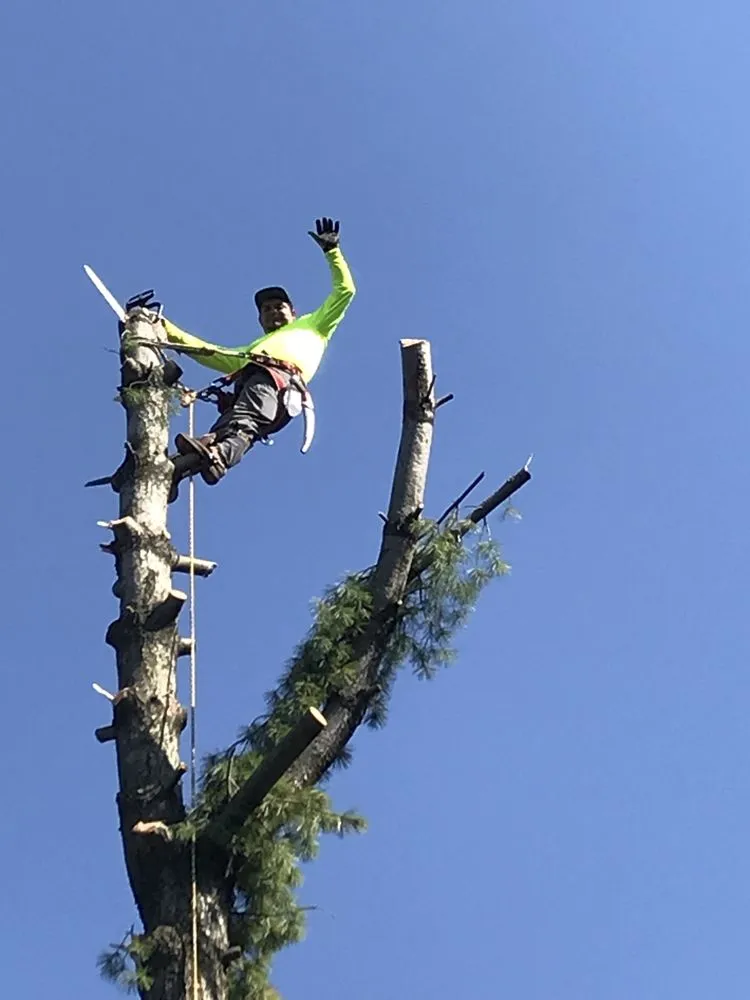 Trusted lawn care service for beautiful yards across Elgin, IL - RC Tree Service & More