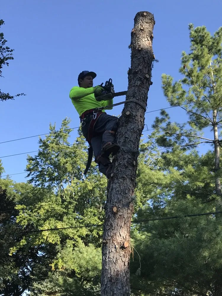 Trusted yard cleanup service in Elgin, IL by RC Tree Service & More