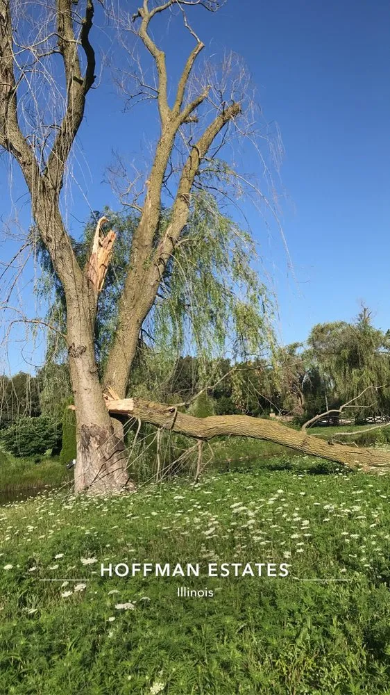 Local lawn care service in Elgin, IL by RC Tree Service & More