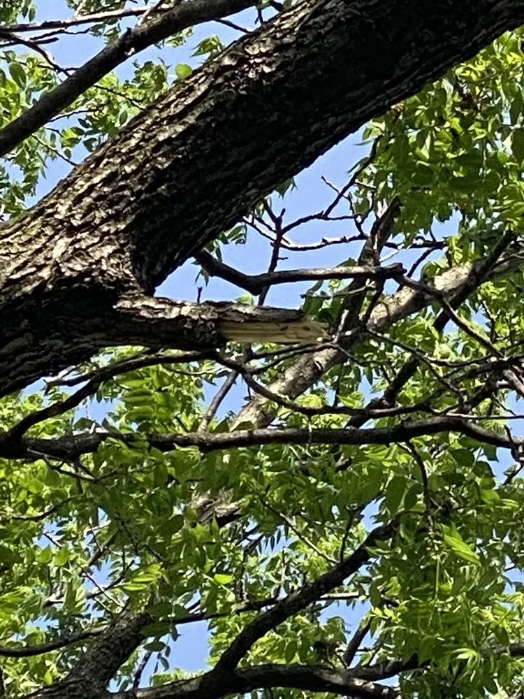 Top-rated landscape installation for outdoor upgrades across Elgin, IL - RC Tree Service & More