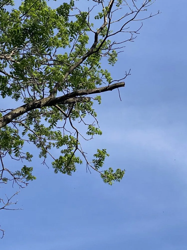 Affordable landscape installation experts serving Elgin, IL - RC Tree Service & More