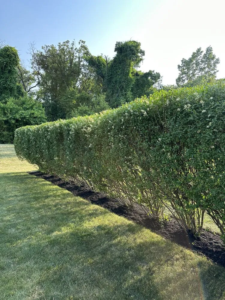 Top-rated yard cleanup service in Elgin, IL by RC Tree Service & More