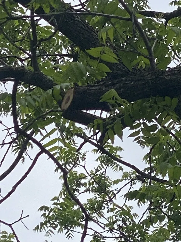 Trusted outdoor landscaping in Elgin, IL by RC Tree Service & More