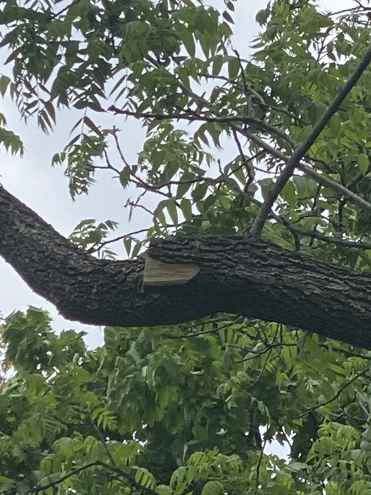 Affordable landscaping services in Elgin, IL - RC Tree Service & More