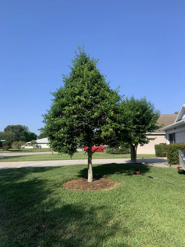 Affordable yard maintenance experts serving Mount Dora, FL - RC Visionz Lawn & Landscape