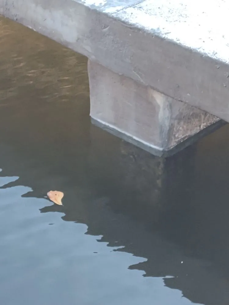 Local landscape installation for residential properties in Jacksonville, FL by RCB Construction