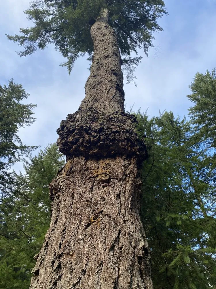 Affordable lawn care service experts serving Tumwater, WA - RCC Logging