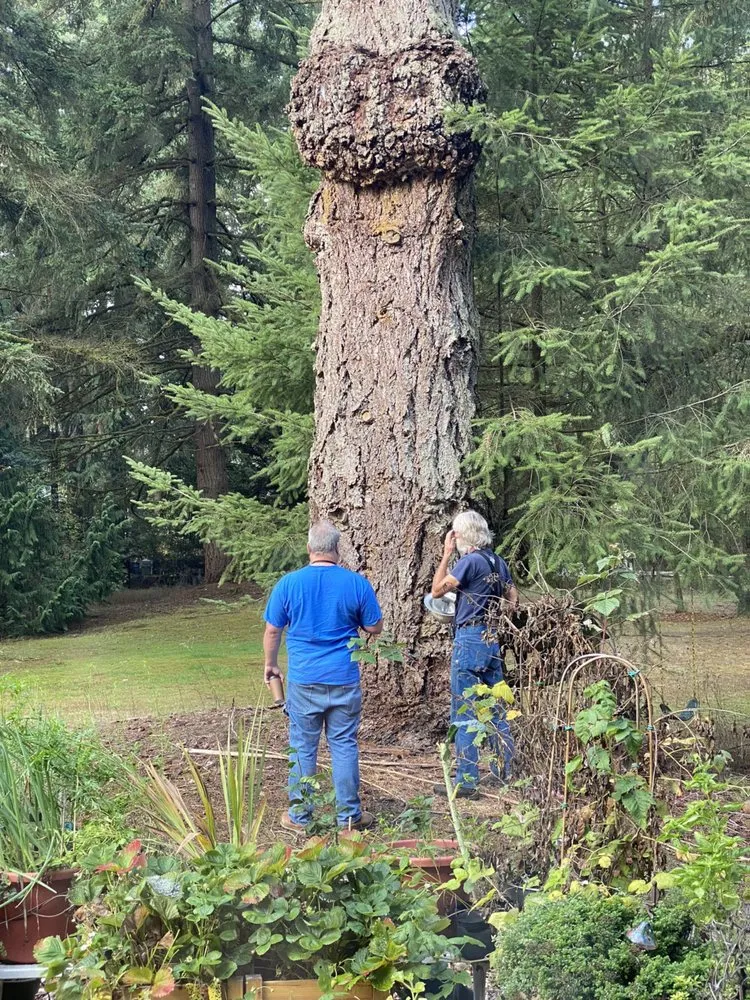 Professional lawn mowing service experts serving Tumwater, WA - RCC Logging