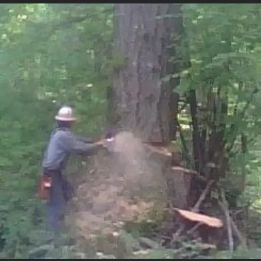 Expert yard cleanup service experts serving Tumwater, WA - RCC Logging