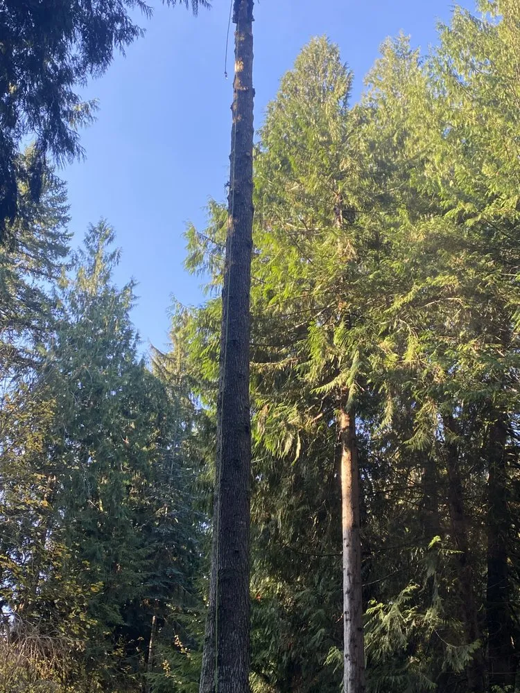 Affordable landscaping services in Tumwater, WA - RCC Logging