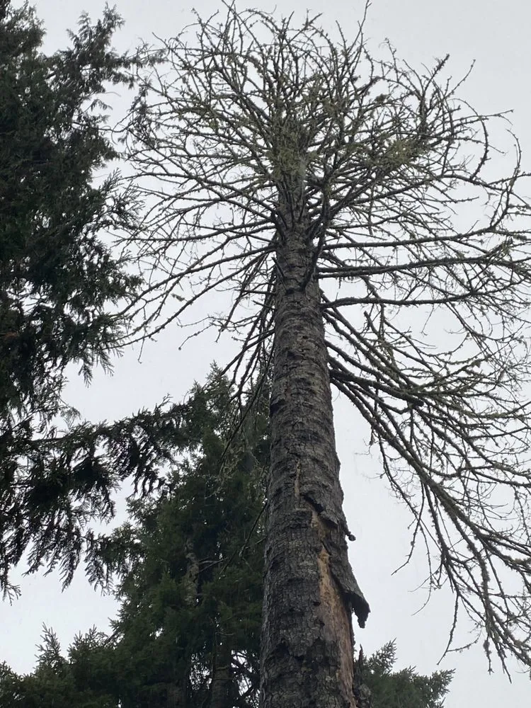 Top-rated yard maintenance in Tumwater, WA by RCC Logging