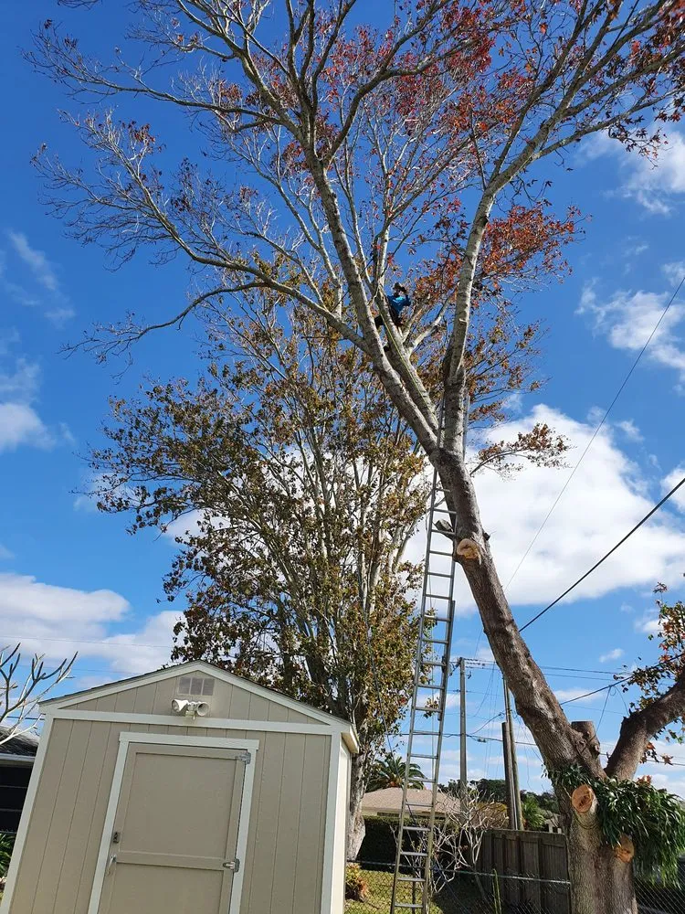 Top-rated outdoor landscaping experts serving Englewood, FL - RCD Lawn Maintenance & Tree Service