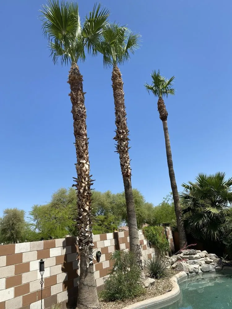 Local yard cleanup service in Surprise, AZ - RCP Landscaping