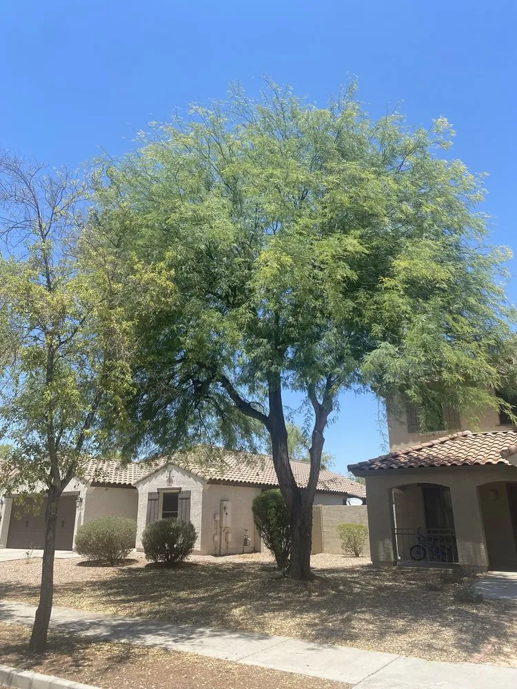 Top-rated yard maintenance for homes in Surprise, AZ by RCP Landscaping