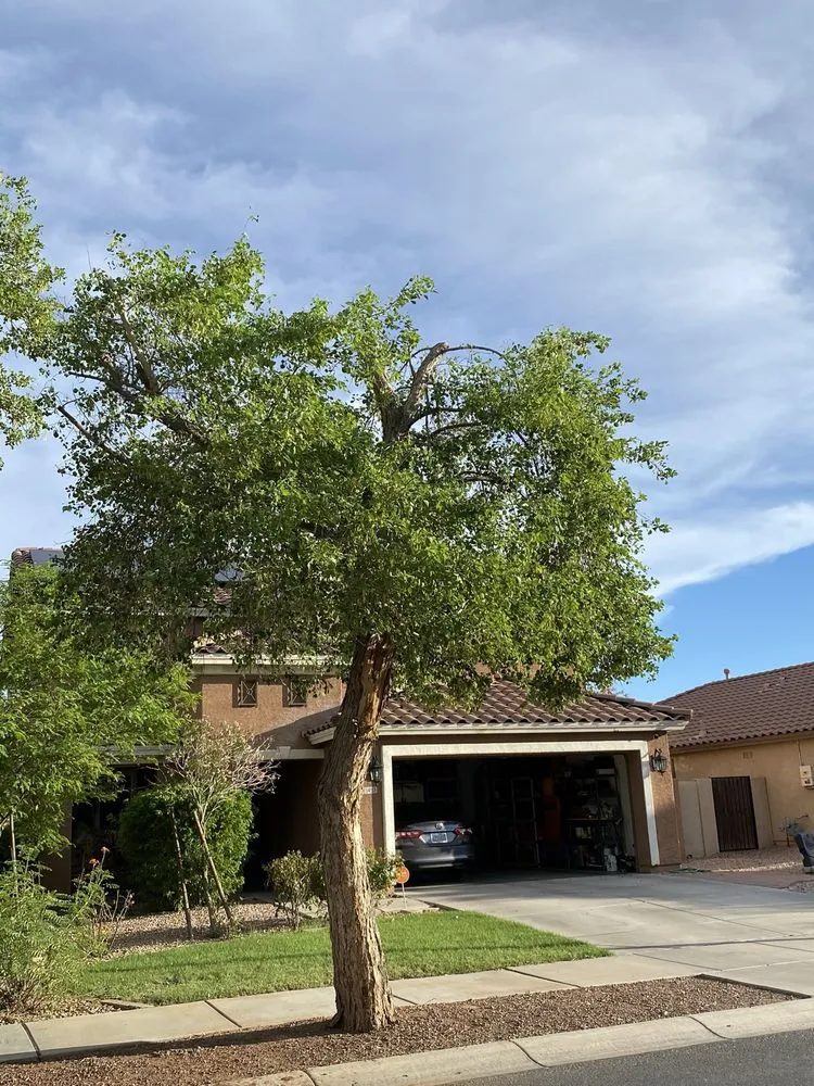 Professional landscaping services experts serving Surprise, AZ - RCP Landscaping