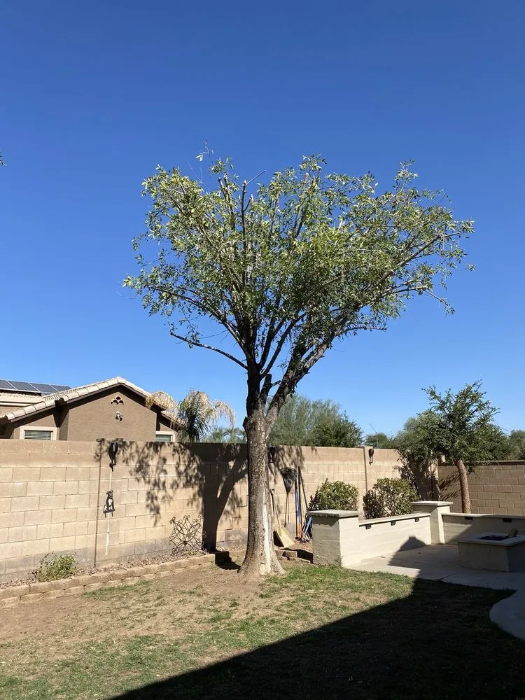 Custom yard maintenance in Surprise, AZ by RCP Landscaping