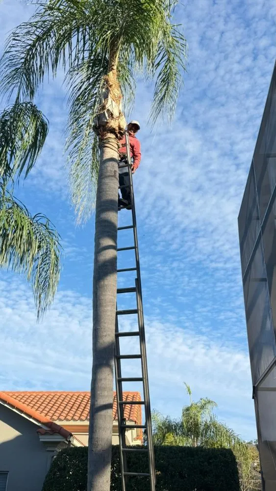 Trusted lawn care service for homes across Lakeland, FL - Rcp Lawn Services