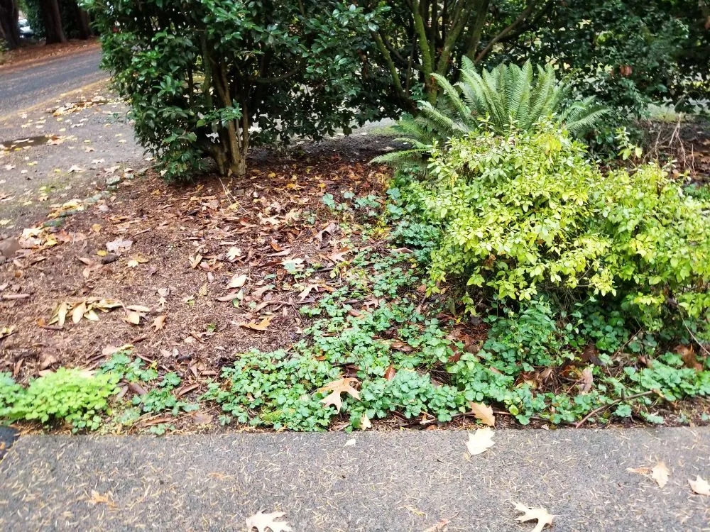 Reliable landscaping services near you in Lake Oswego, OR by RCS Landscaping