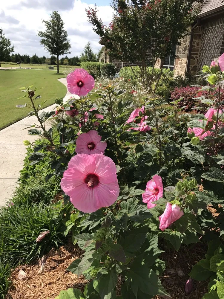 Local yard cleanup service for year-round maintenance across Rowlett, TX - RDD Landscaping