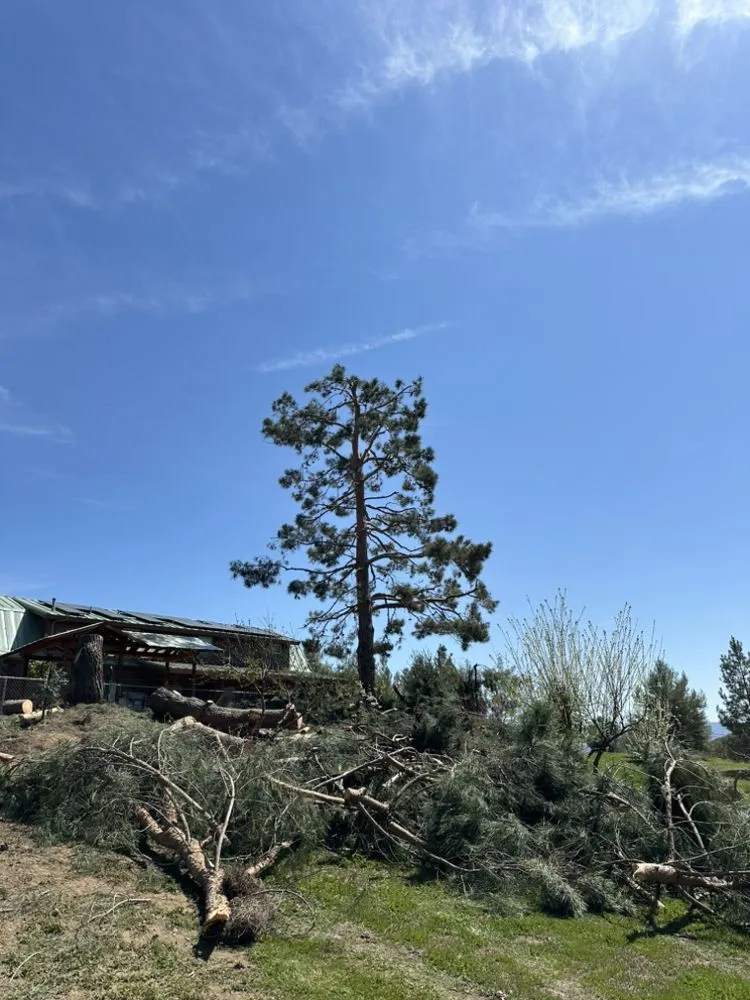 Expert yard cleanup service in Beaumont, CA by Re-Envisioned Landscaping