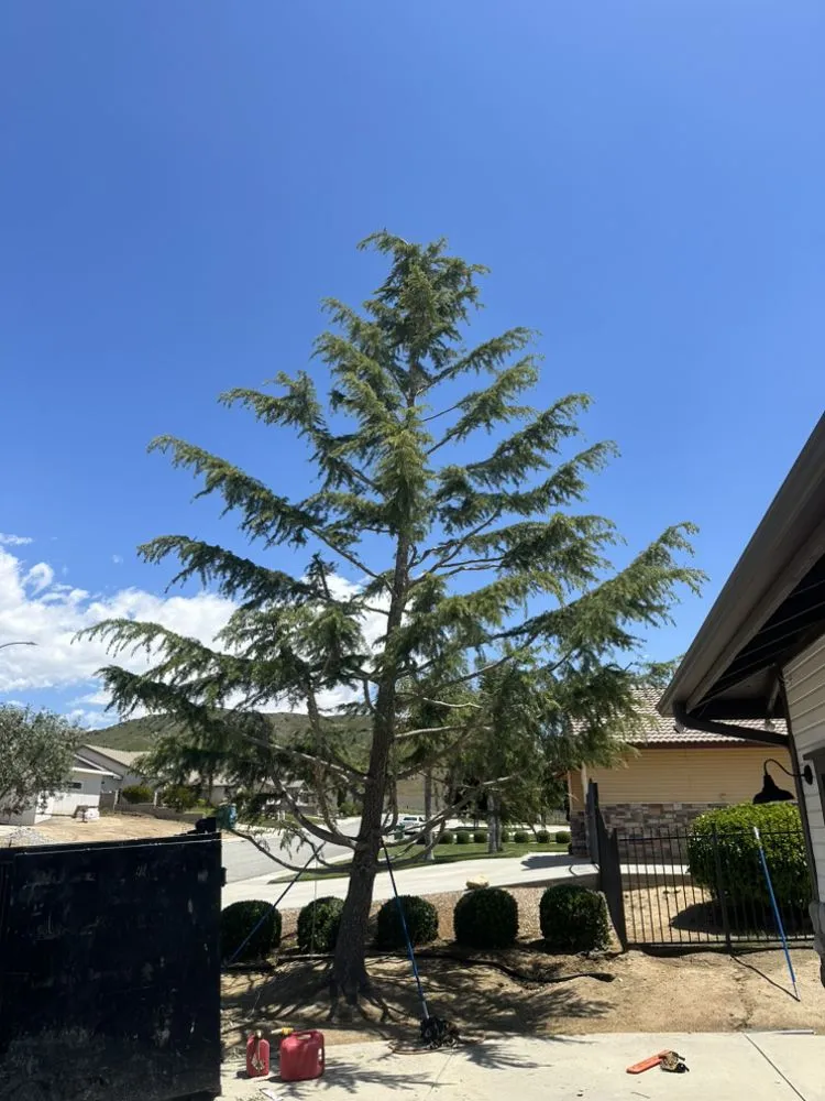 Top-rated yard maintenance near you in Beaumont, CA by Re-Envisioned Landscaping