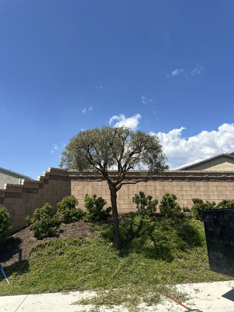 Reliable lawn mowing service for beautiful yards in Beaumont, CA by Re-Envisioned Landscaping