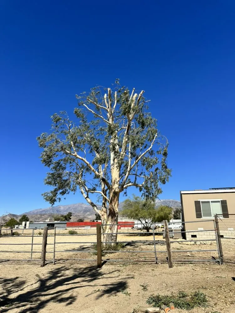 Top-rated landscape installation in Beaumont, CA - Re-Envisioned Landscaping