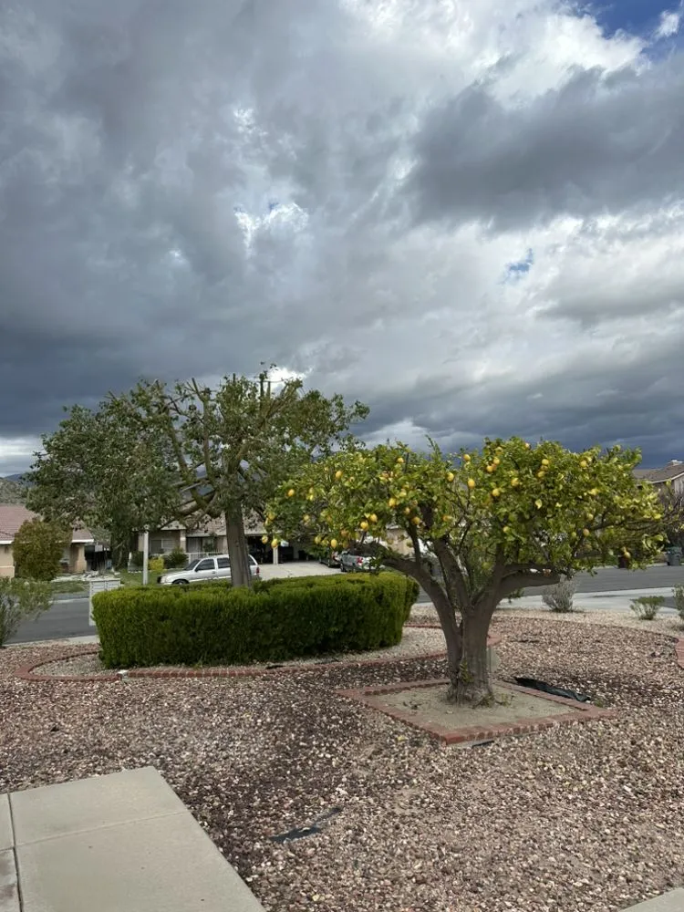 Custom landscaping services for outdoor upgrades across Beaumont, CA - Re-Envisioned Landscaping