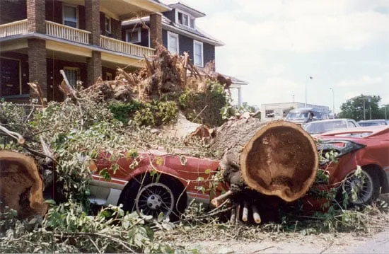 Local landscape design in Southfield, MI by ReAction Tree Service