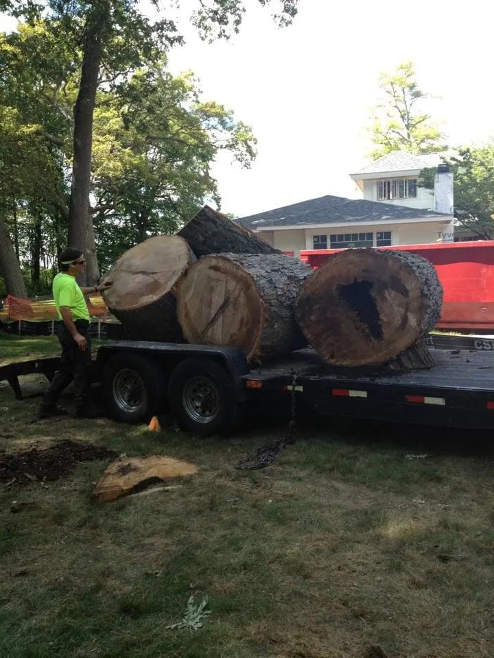 Local yard maintenance in Southfield, MI - ReAction Tree Service