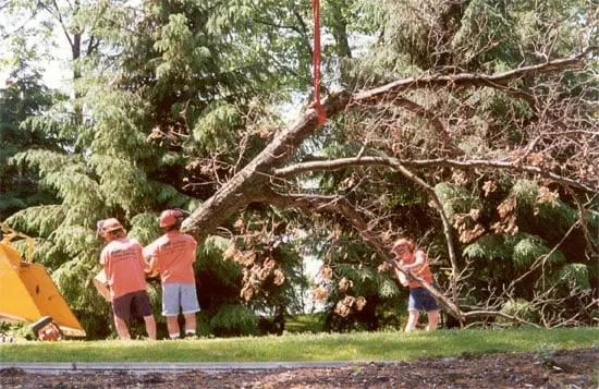 Expert outdoor landscaping experts serving Southfield, MI - ReAction Tree Service