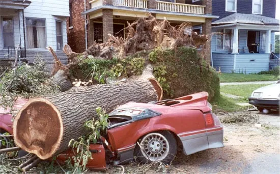 Expert garden landscaping in Southfield, MI by ReAction Tree Service