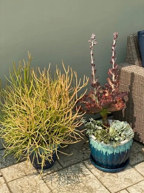 Affordable residential landscaping experts serving Saint Johns, FL - Ready Growers