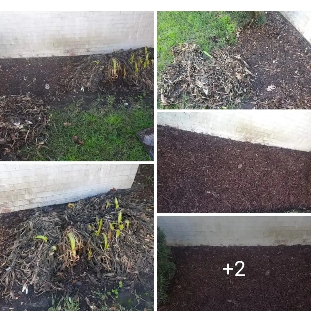 Top-rated landscape design for residential properties in Savannah, GA by Ready Set Go